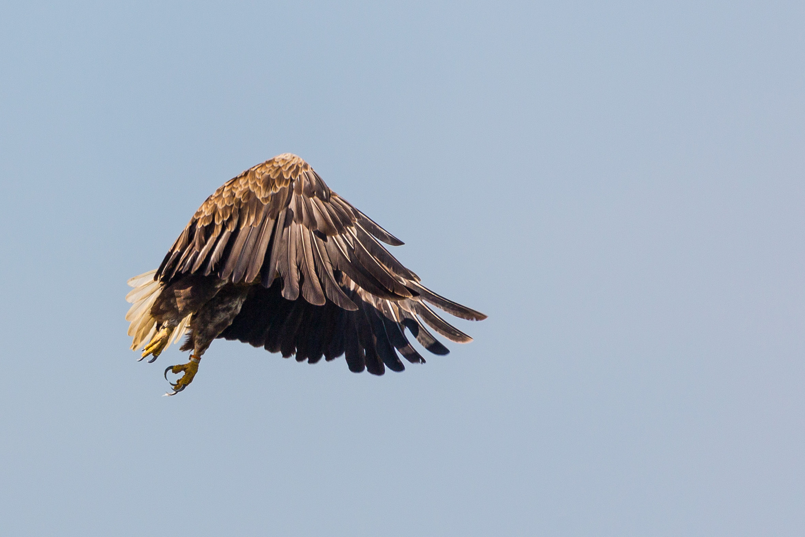 Ein Federknäuel mit scharfen Krallen am Himmel