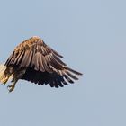 Ein Federknäuel mit scharfen Krallen am Himmel