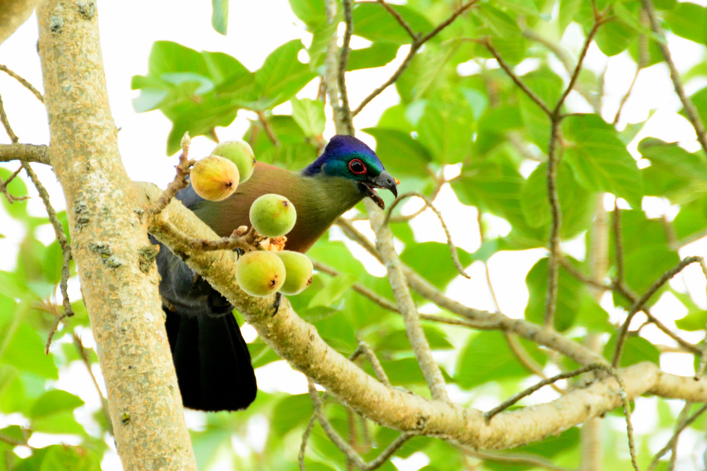 Ein Feigenfresser (Purple-crested Turaco)