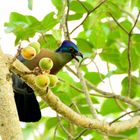 Ein Feigenfresser (Purple-crested Turaco)