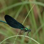 Ein feiner Kerl - Männchen der Blauflügligen Prachtlibelle (Caopteryx virgo)