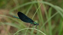 Ein feiner Kerl - Männchen der Blauflügligen Prachtlibelle (Caopteryx virgo)