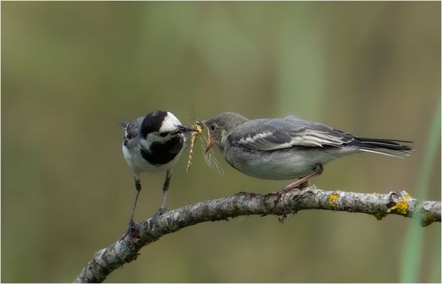 Ein feiner Leckerbissen....