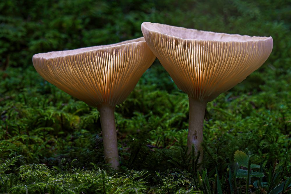 Ein feines Klirren im dunklen Wald