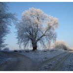 Ein feines Winterkleid hat sich die Linde zugelegt.