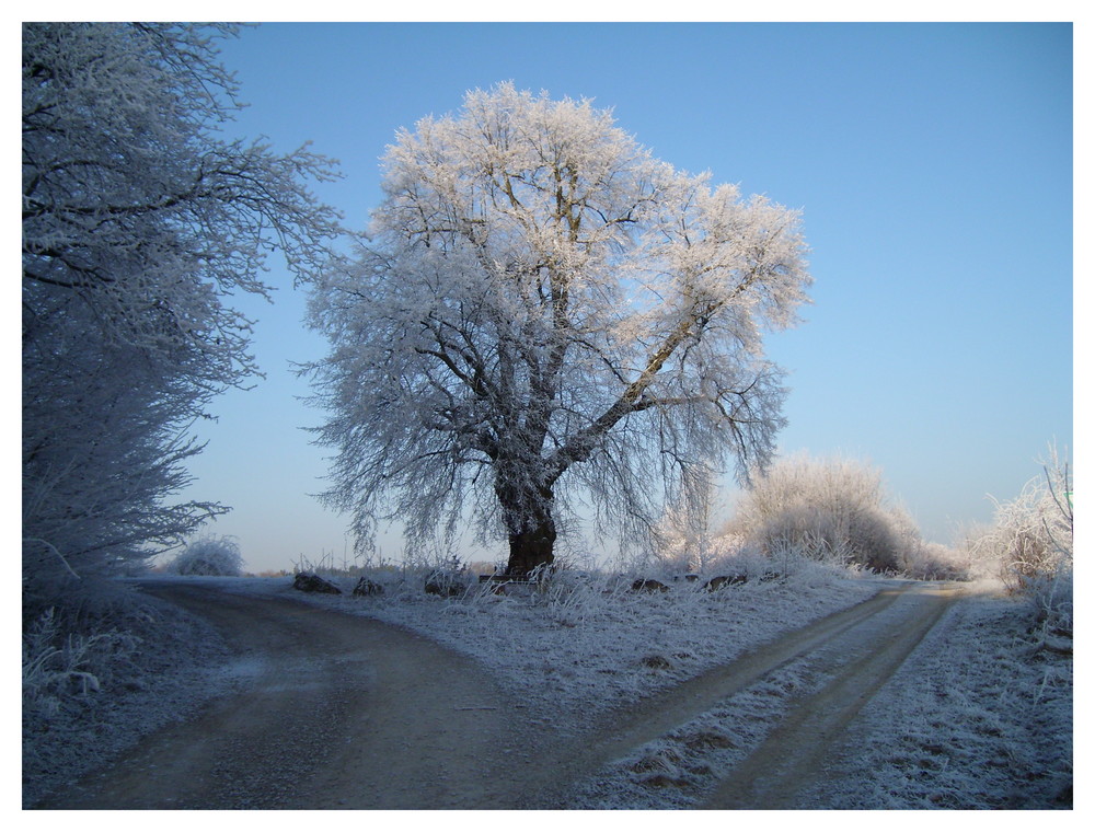 Ein feines Winterkleid hat sich die Linde zugelegt.