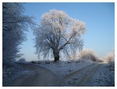 Ein feines Winterkleid hat sich die Linde zugelegt.