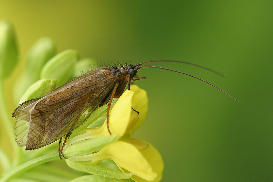 Ein feinfühliger Blumenfreund