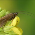 Ein feinfühliger Blumenfreund