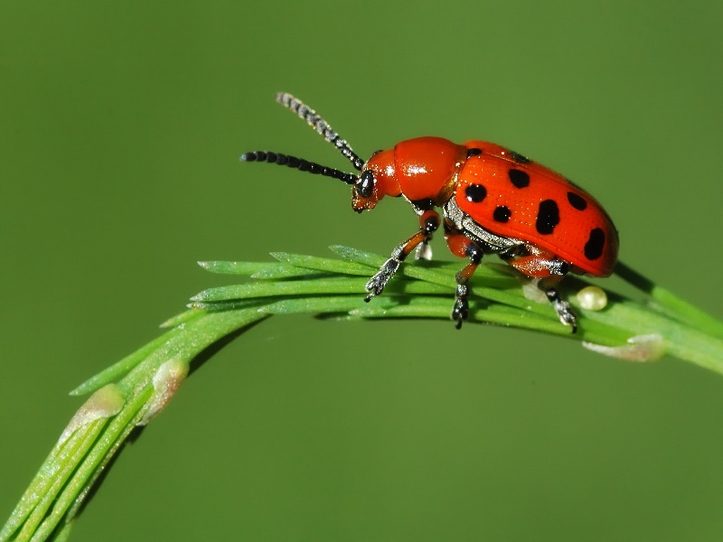 Ein Feinschmecker