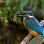 Ein Feinschmecker - Eisvogel mit Frosch