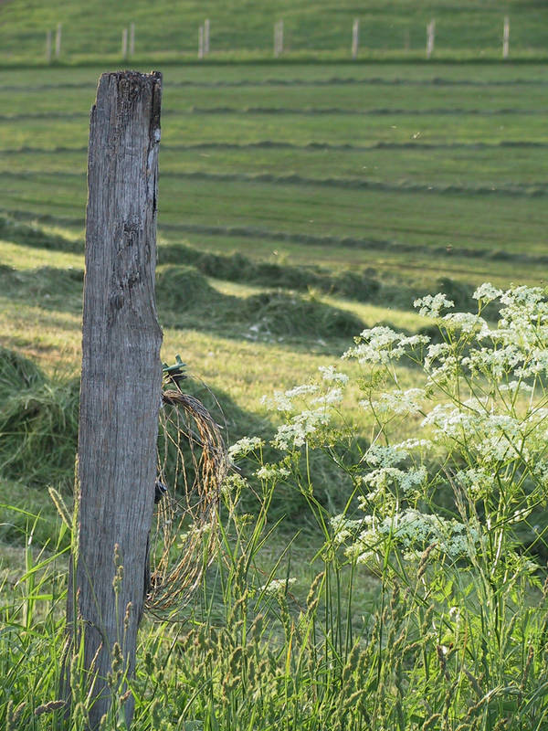 Ein Feld