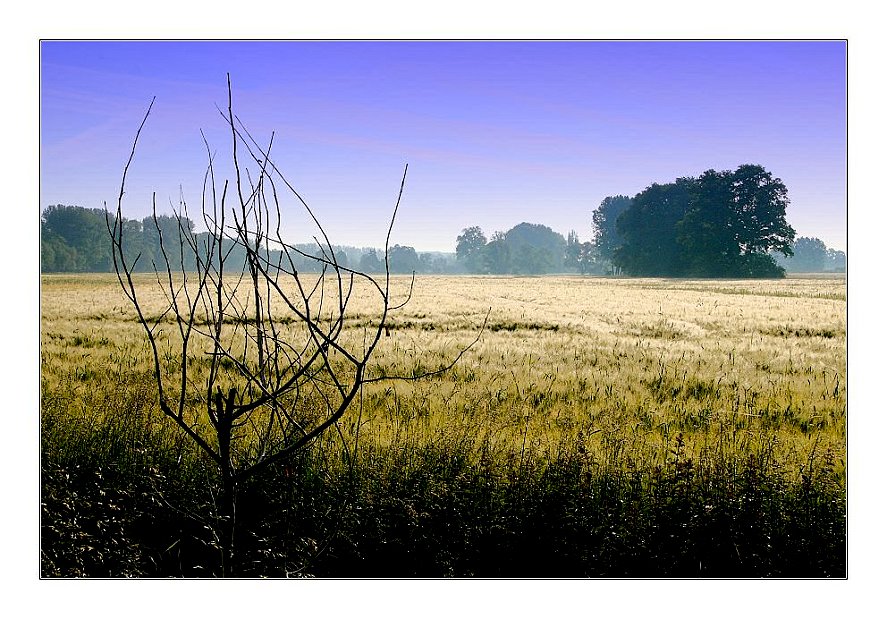 Ein Feld am frühen Morgen