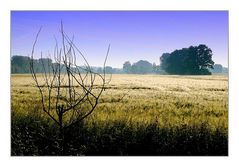 Ein Feld am frühen Morgen