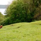 Ein Feld an der Flensburger Förde(Wanderweg bei Bockholmwyk)