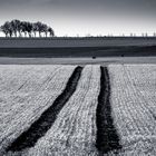 Ein Feld auf Rügen im Frühjahr