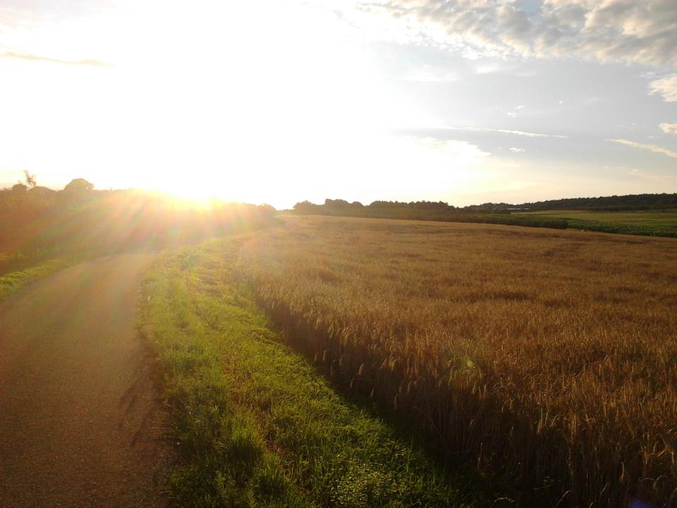 Ein Feld bei Sommerhausen