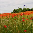 Ein Feld der Liebe