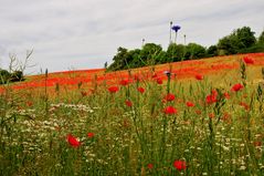 Ein Feld der Liebe