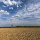 Ein Feld, ein Baum - Auftakt 1