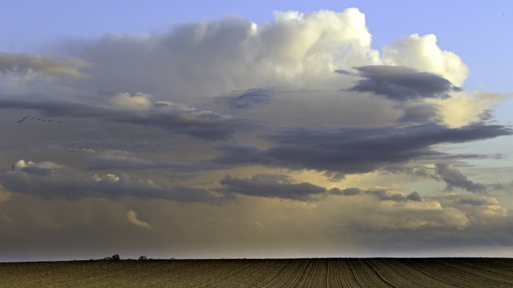 ein Feld, ein paar Vögel und ein paar Wolken