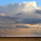 ein Feld, ein paar Vögel und ein paar Wolken