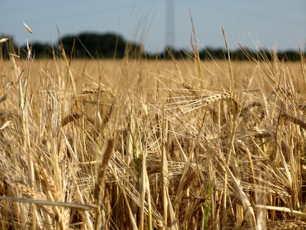 Ein Feld hinterm Haus