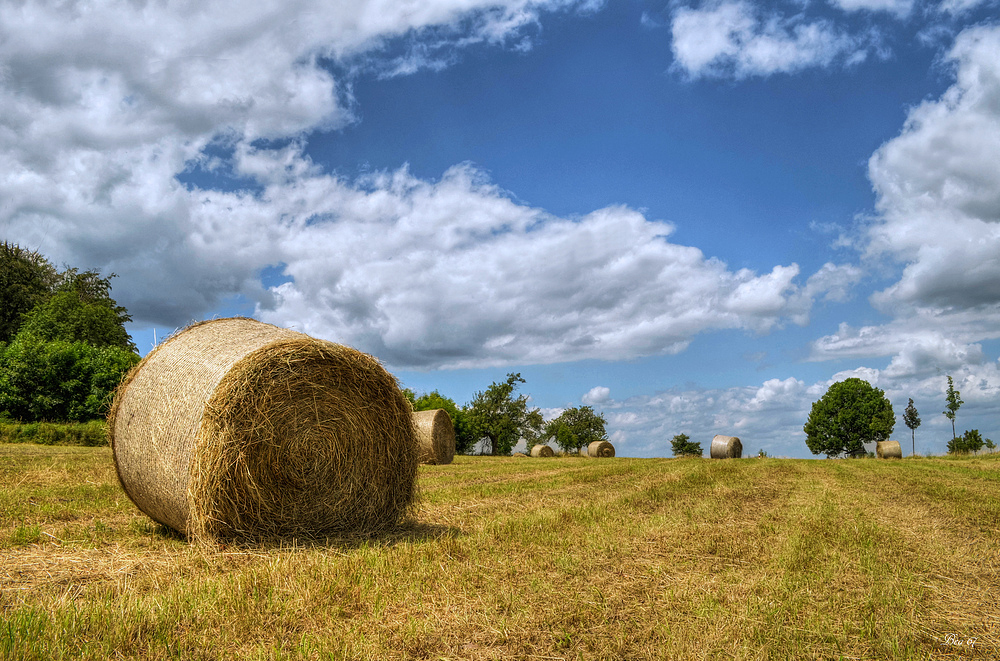 ein Feld im Juli ...