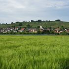 Ein Feld im Markgräflerland...