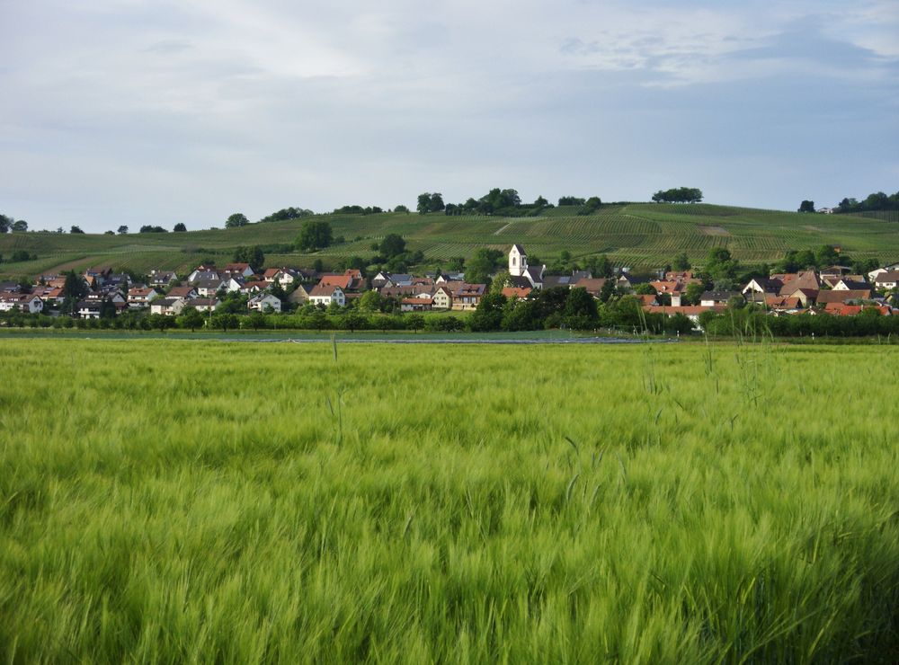 Ein Feld im Markgräflerland...