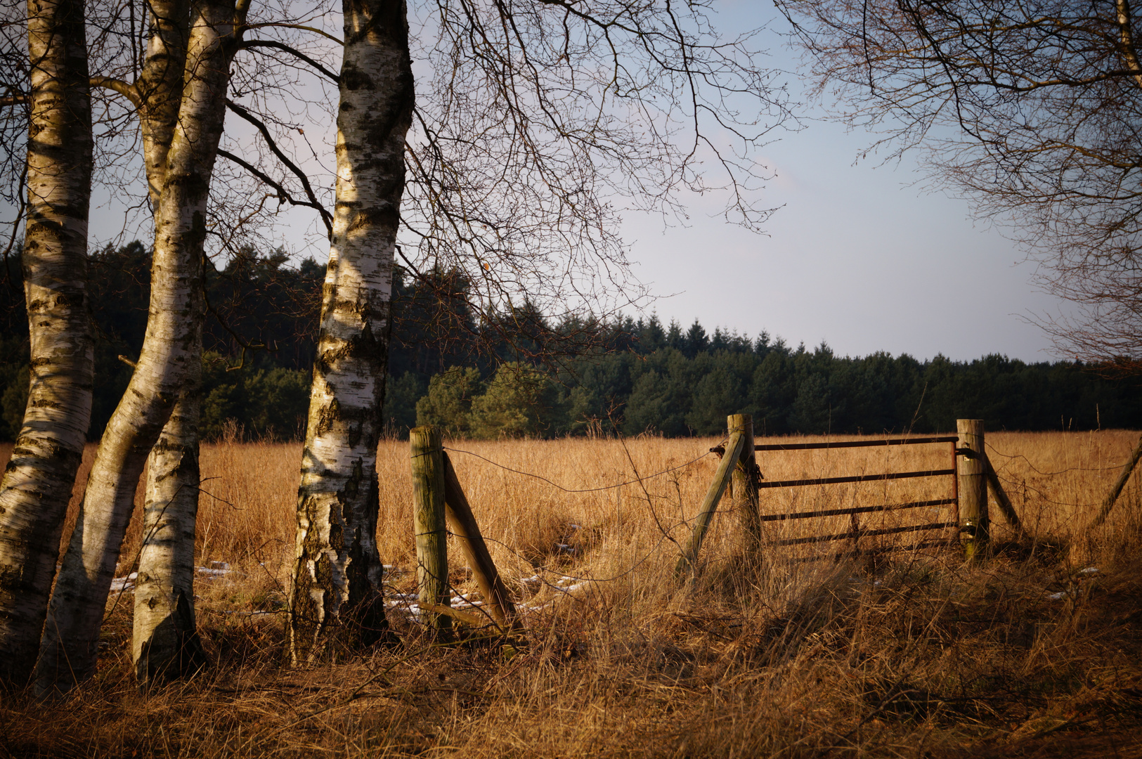 ein feld im moor