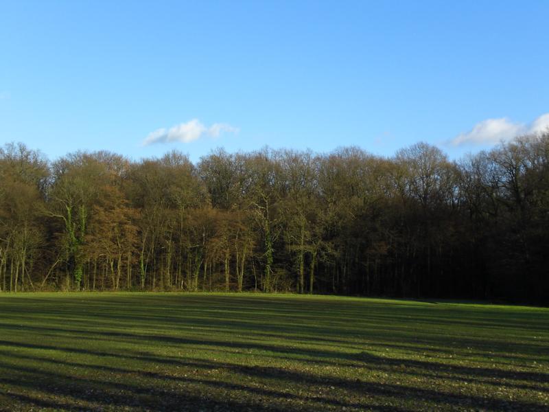 Ein Feld im Winterschlaf 02