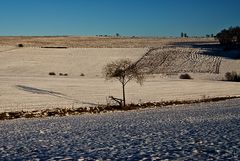 ein feld in der schneifel