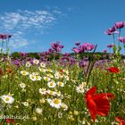 Ein Feld in verschiedene Farben