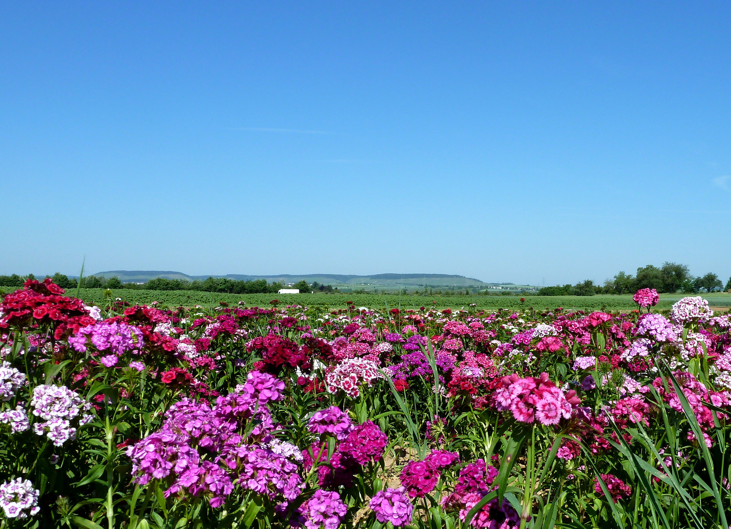 Ein Feld mit Bartnelken