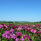 Ein Feld mit Bartnelken