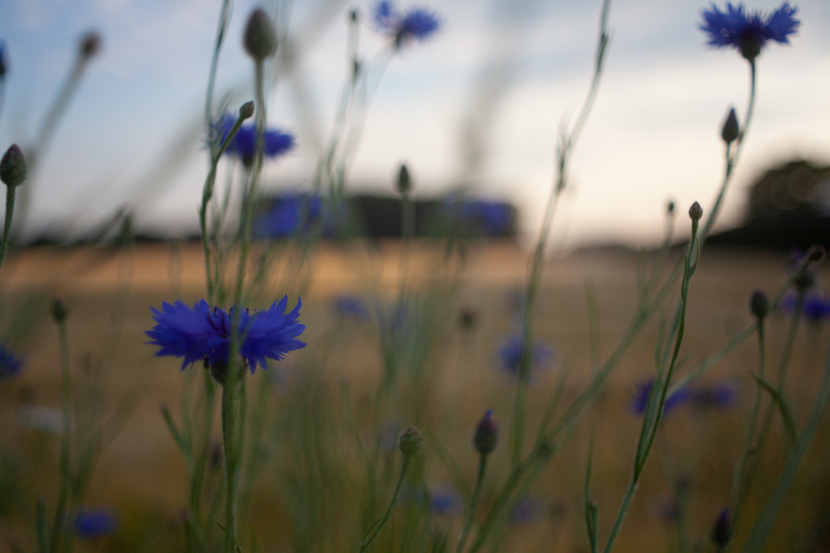 Ein Feld mit Kornblumen