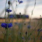 Ein Feld mit Kornblumen