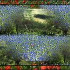 Ein Feld mit Kornblumen gerahmt mit rotem Mohnfeld und gekacheltem Innen