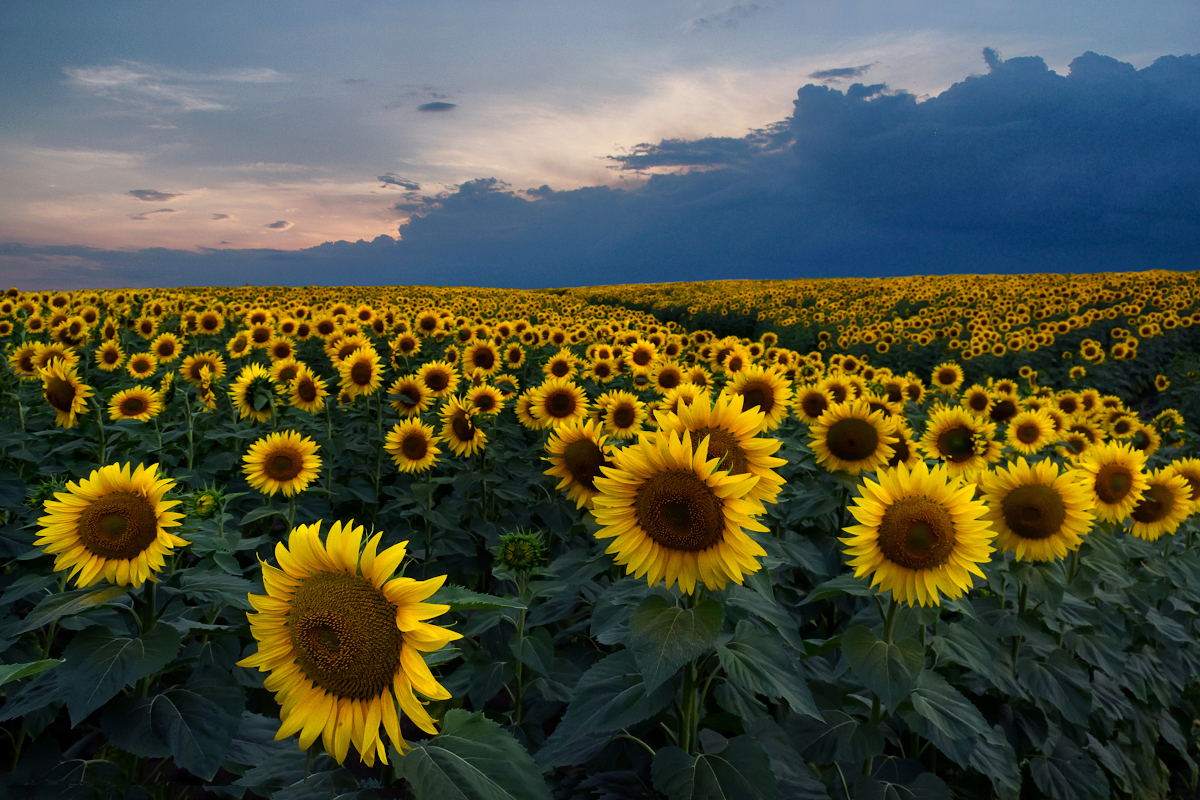 Ein Feld mit Sonnenblumen bei Sonnenuntergang