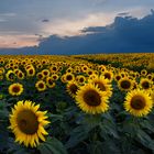 Ein Feld mit Sonnenblumen bei Sonnenuntergang