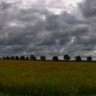 Ein Feld mit Studentenblumen