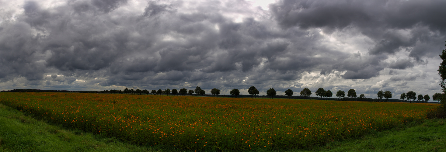 Ein Feld mit Studentenblumen