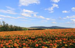 Ein Feld mit Tagetes