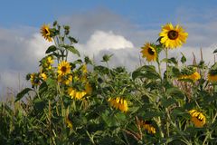 Ein Feld Sonenblumen