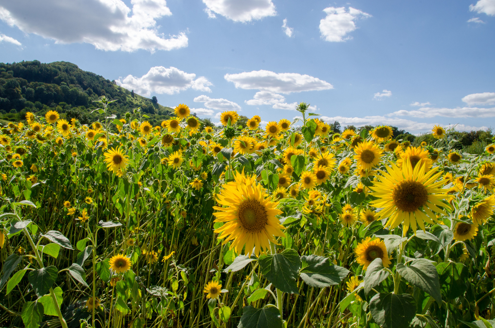 Ein Feld voll Sonnen,