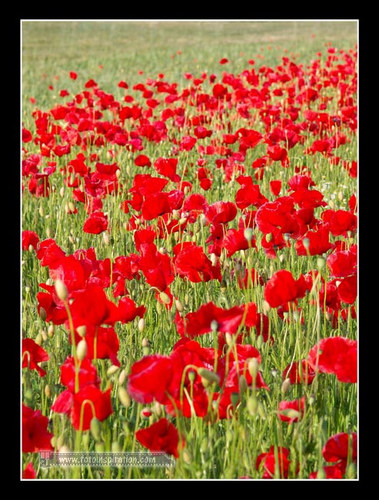 ein Feld voller Klatschmohn