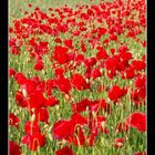 ein Feld voller Klatschmohn