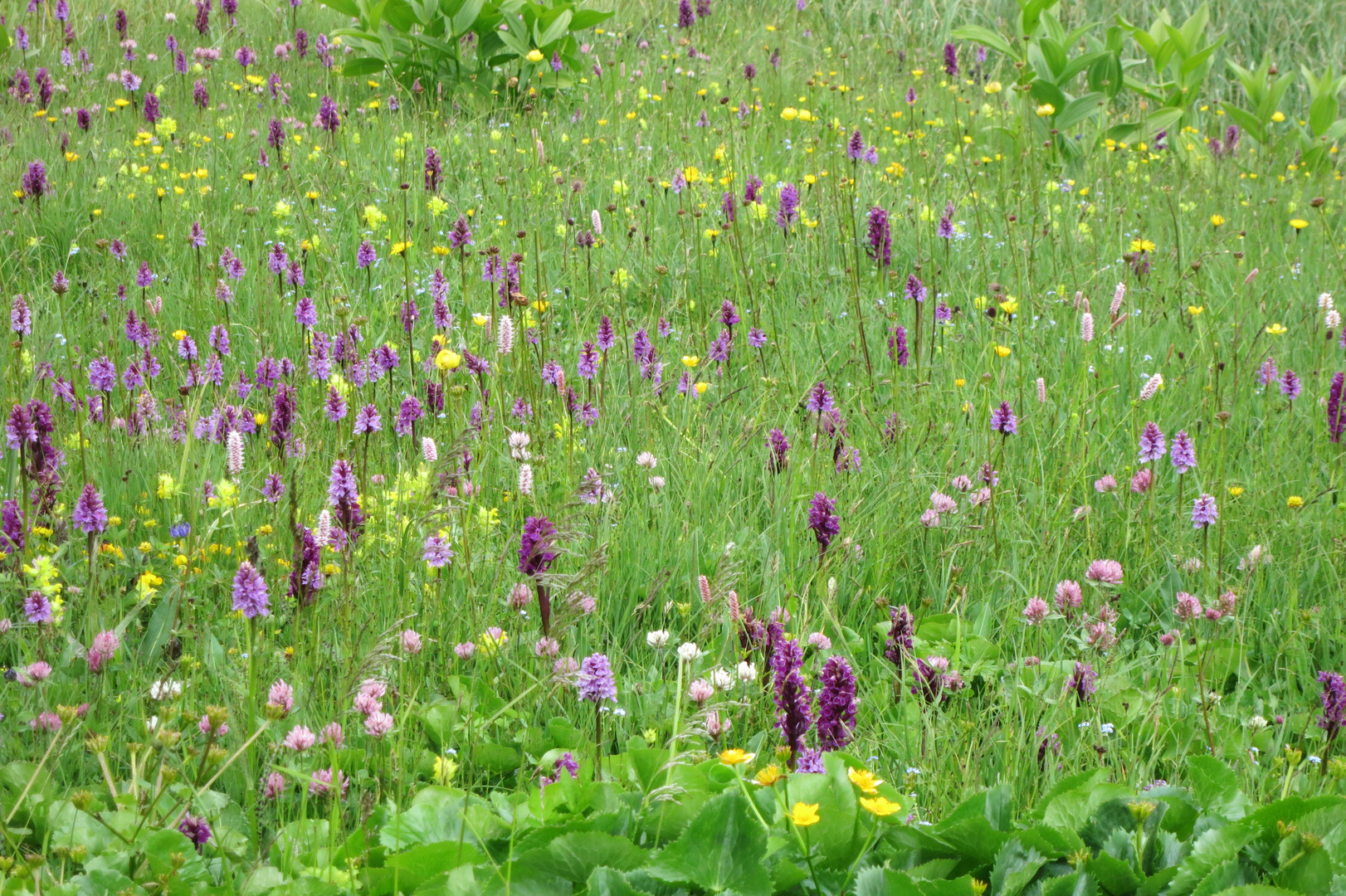 Ein Feld voller Knabenkräuter ;-)