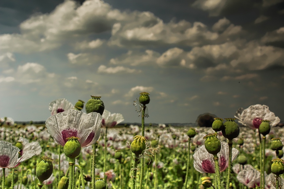 Ein Feld voller Mohn...